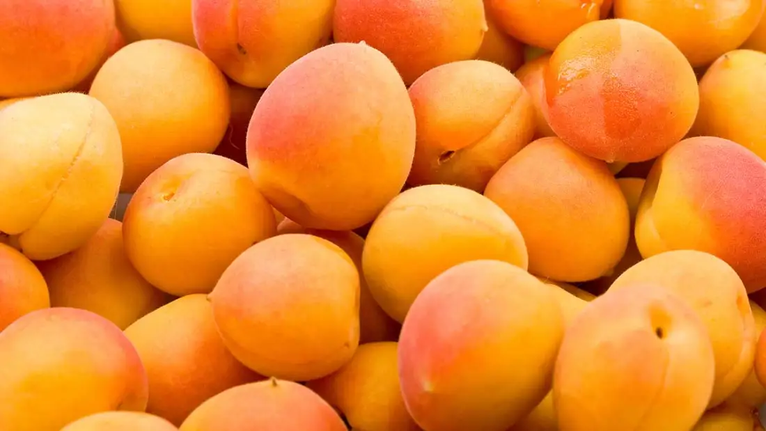 Apricots wholesale supplier Riyadh bulk fresh produce imported by carton Al Kharj KSA