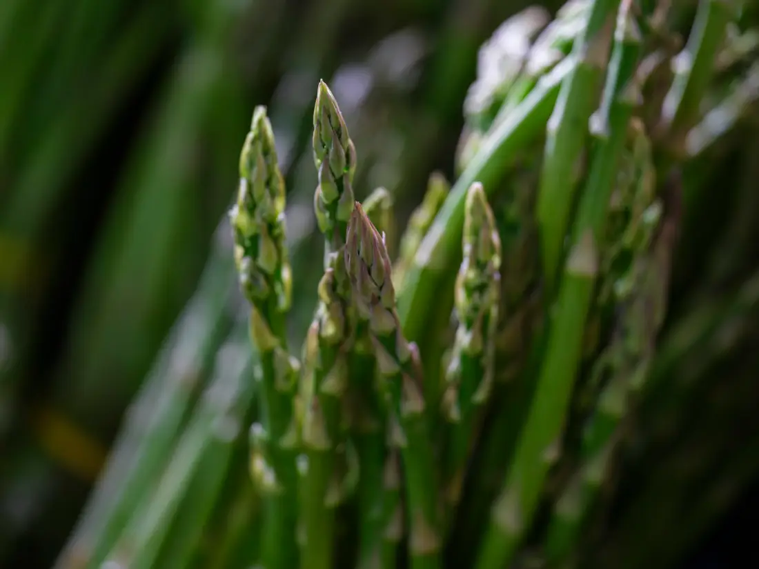 Asparagus wholesale vegetable supplier Riyadh bulk fresh produce by carton Al Kharj KSA