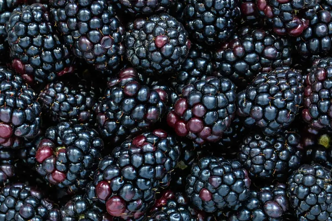 Blackberry wholesale supplier Riyadh bulk fresh produce imported by carton Al Kharj KSA