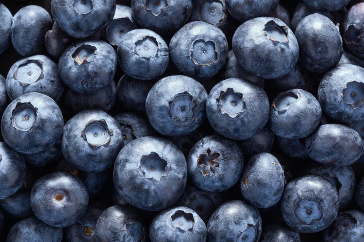 Blueberry wholesale supplier Riyadh bulk fresh produce imported by carton Al Kharj KSA