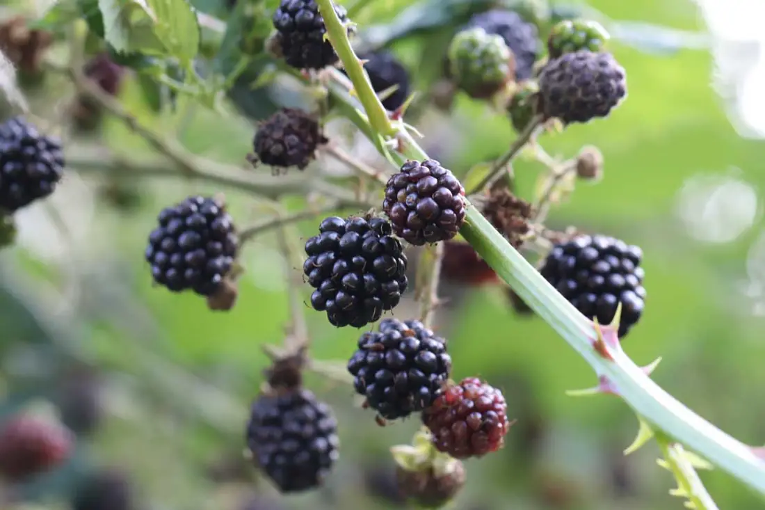 Boysenberry wholesale supplier Riyadh bulk fresh produce imported by carton Al Kharj KSA