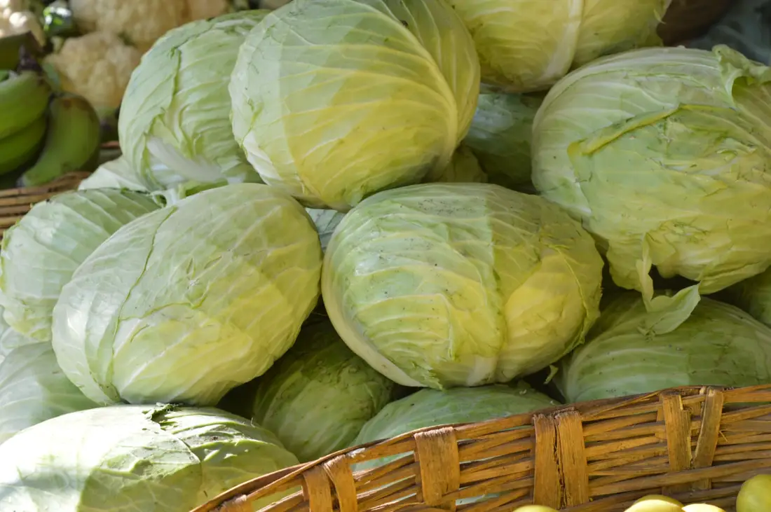 Cabbage wholesale vegetable supplier Riyadh bulk fresh produce by carton Al Kharj KSA