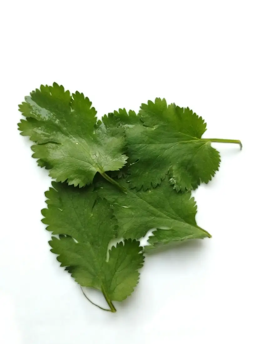 Coriander (Cilantro) wholesale vegetable supplier Riyadh bulk fresh produce by carton Al Kharj KSA