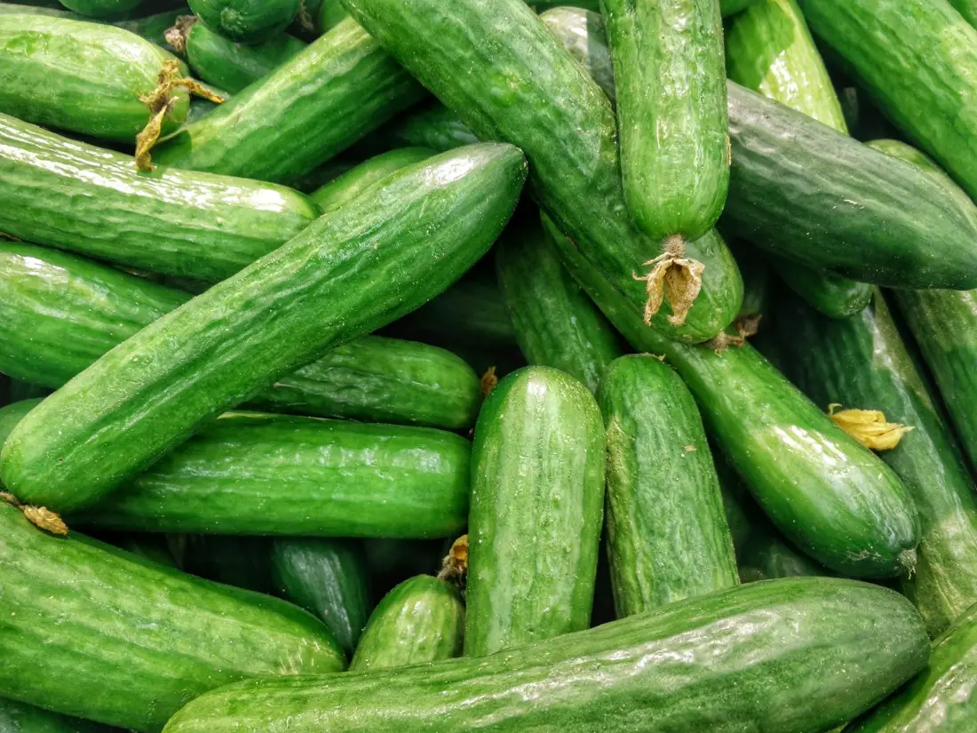Cucumber wholesale vegetable supplier Riyadh bulk fresh produce by carton Al Kharj KSA