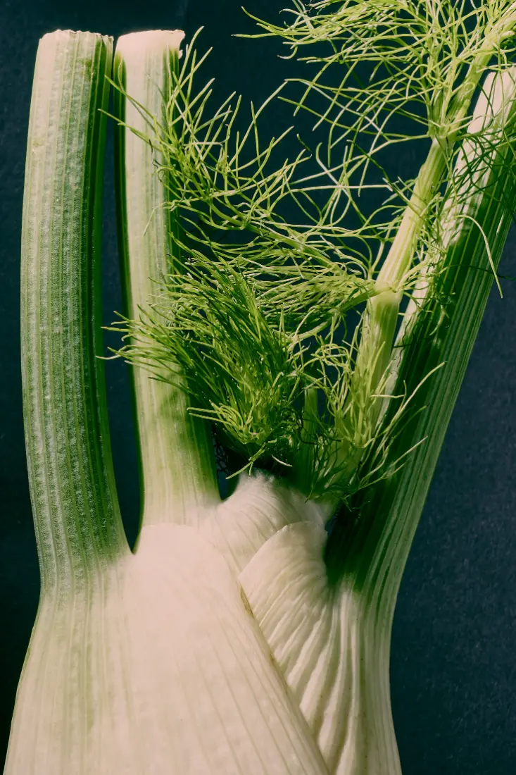 Fennel wholesale vegetable supplier Riyadh bulk fresh produce by carton Al Kharj KSA