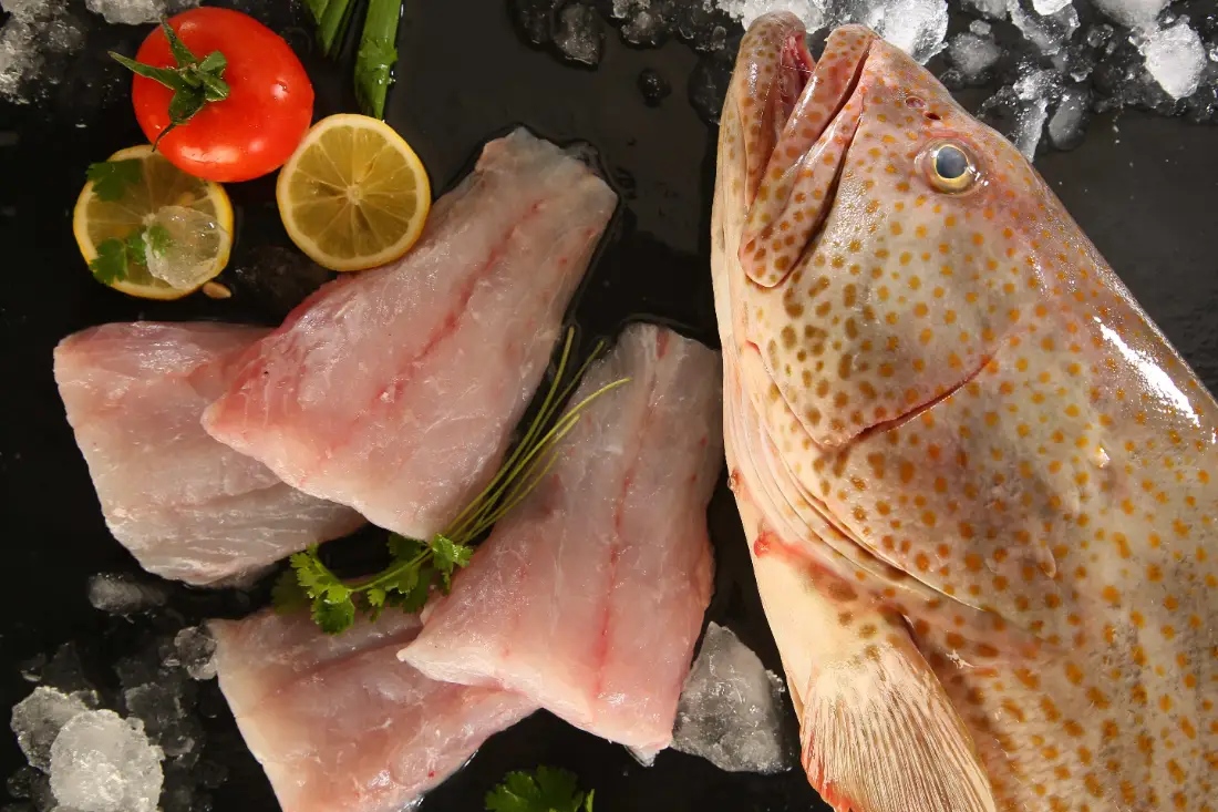 Fresh hamour and grouper wholesale fish supplier Riyadh bulk local reef fish fillets Al Kharj KSA