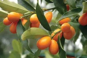Kumquat wholesale supplier Riyadh bulk fresh produce imported by carton Al Kharj KSA