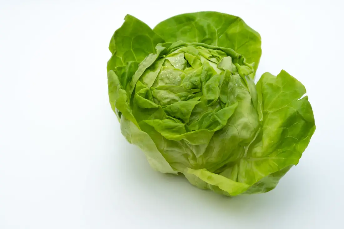 Lettuce wholesale vegetable supplier Riyadh bulk fresh produce by carton Al Kharj KSA