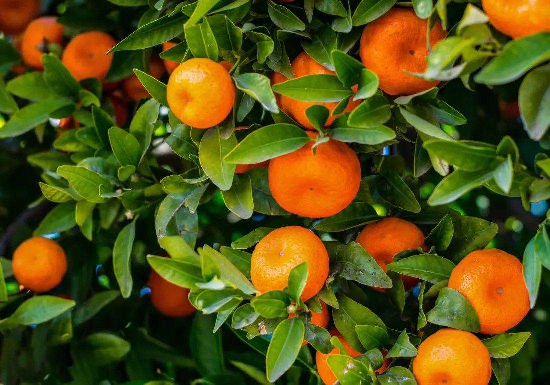 Mandarin wholesale supplier Riyadh bulk fresh produce imported by carton Al Kharj KSA