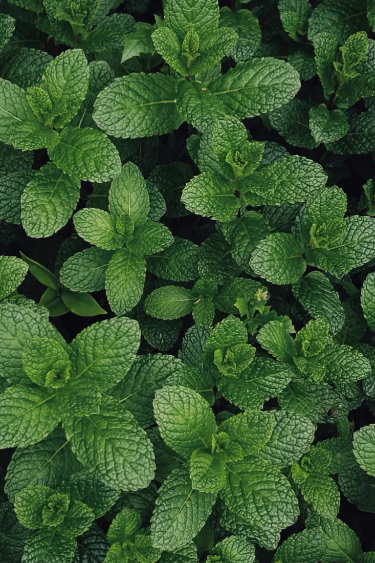 Mint wholesale vegetable supplier Riyadh bulk fresh produce by carton Al Kharj KSA