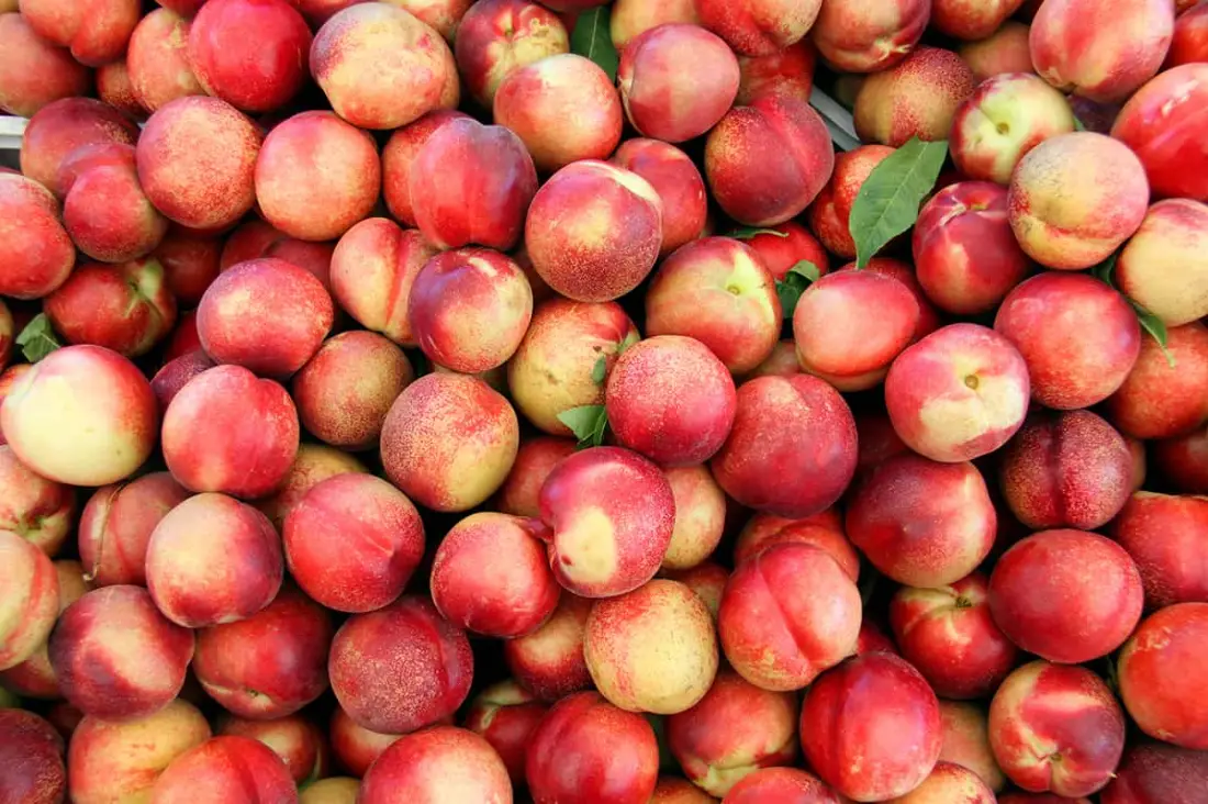 Nectarine wholesale supplier Riyadh bulk fresh produce imported by carton Al Kharj KSA