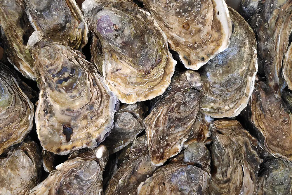 Frozen oysters wholesale supplier Riyadh bulk oyster meat half-shell oysters Al Kharj KSA