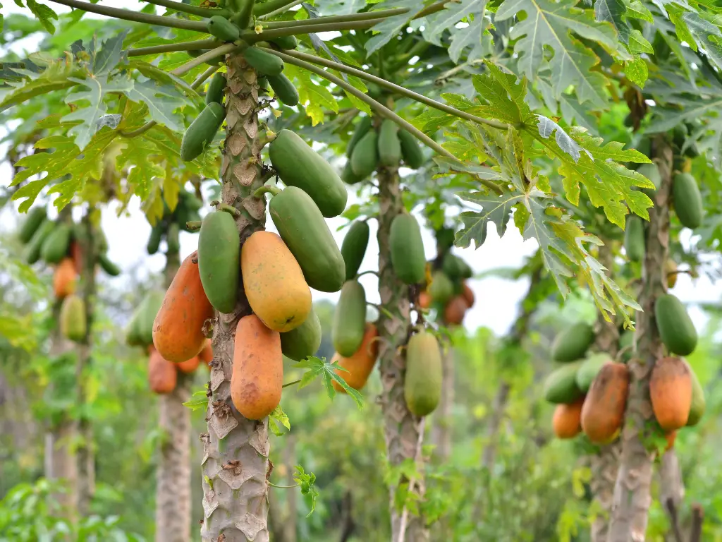 Papaya wholesale supplier Riyadh bulk fresh produce imported by carton Al Kharj KSA