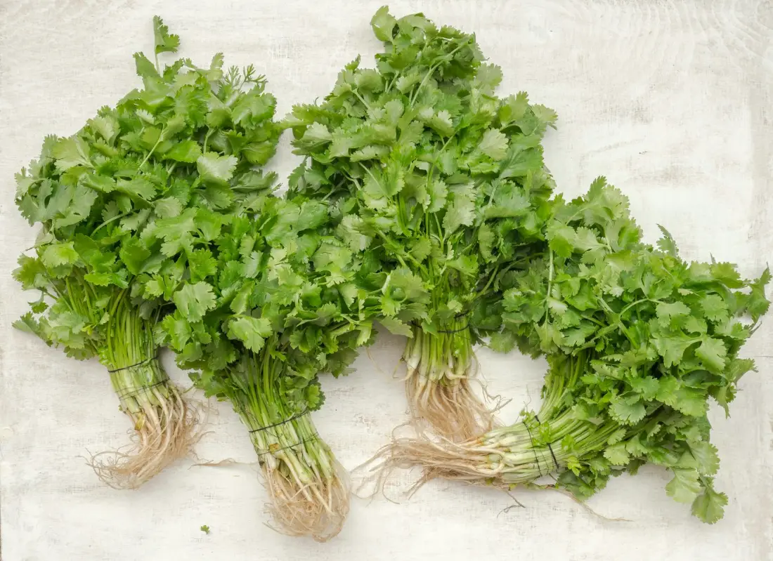 Parsley wholesale vegetable supplier Riyadh bulk fresh produce by carton Al Kharj KSA