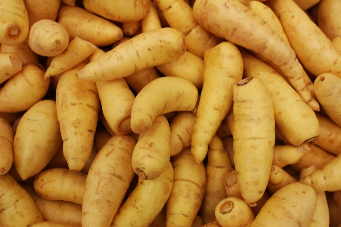 Parsnip wholesale vegetable supplier Riyadh bulk fresh produce by carton Al Kharj KSA