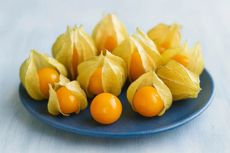 Physalis wholesale supplier Riyadh bulk fresh produce imported by carton Al Kharj KSA