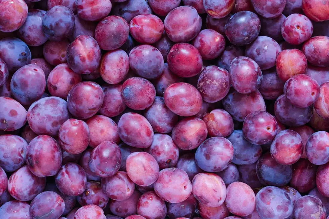 Plums wholesale supplier Riyadh bulk fresh produce imported by carton Al Kharj KSA
