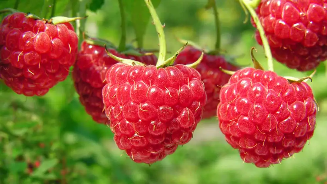 Raspberry wholesale supplier Riyadh bulk fresh produce imported by carton Al Kharj KSA