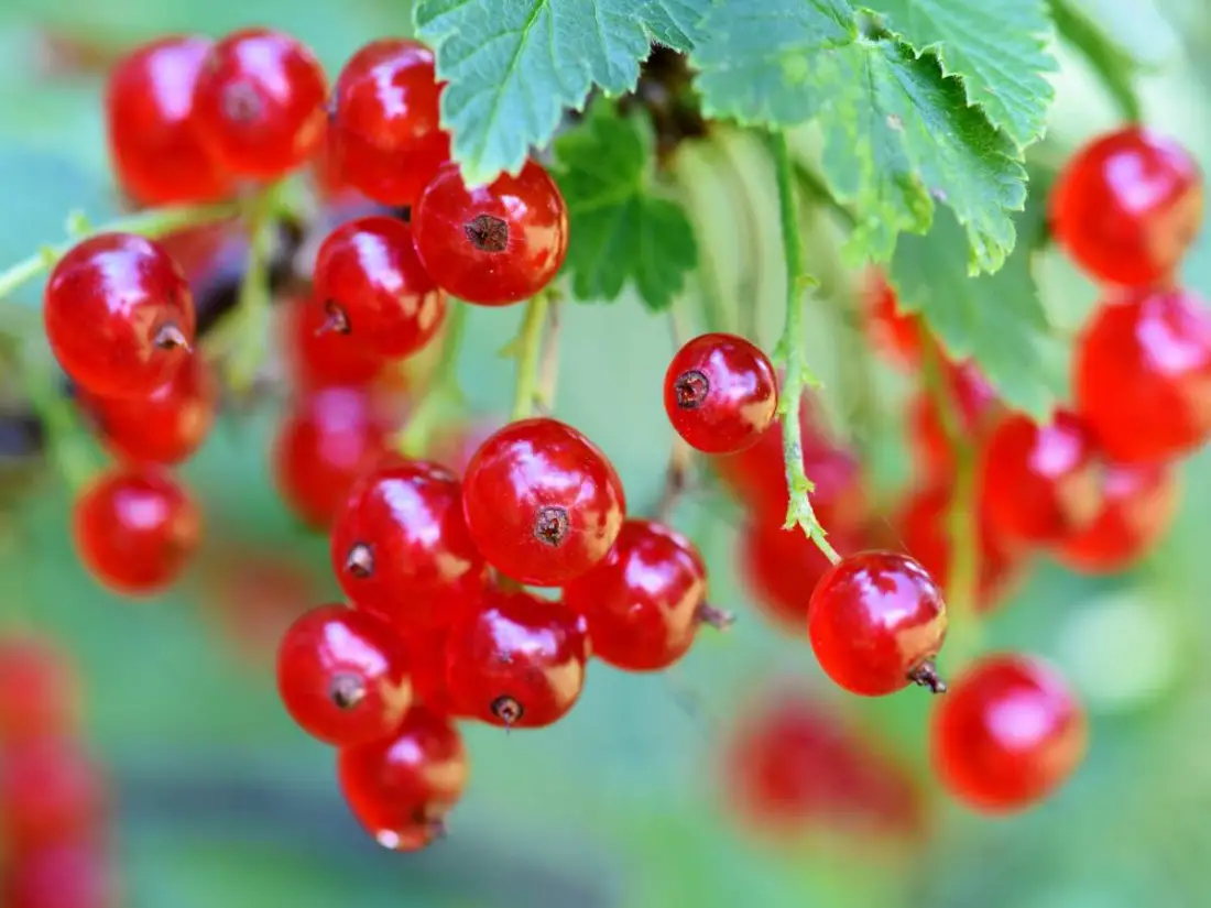 Red Currant wholesale supplier Riyadh bulk fresh produce imported by carton Al Kharj KSA