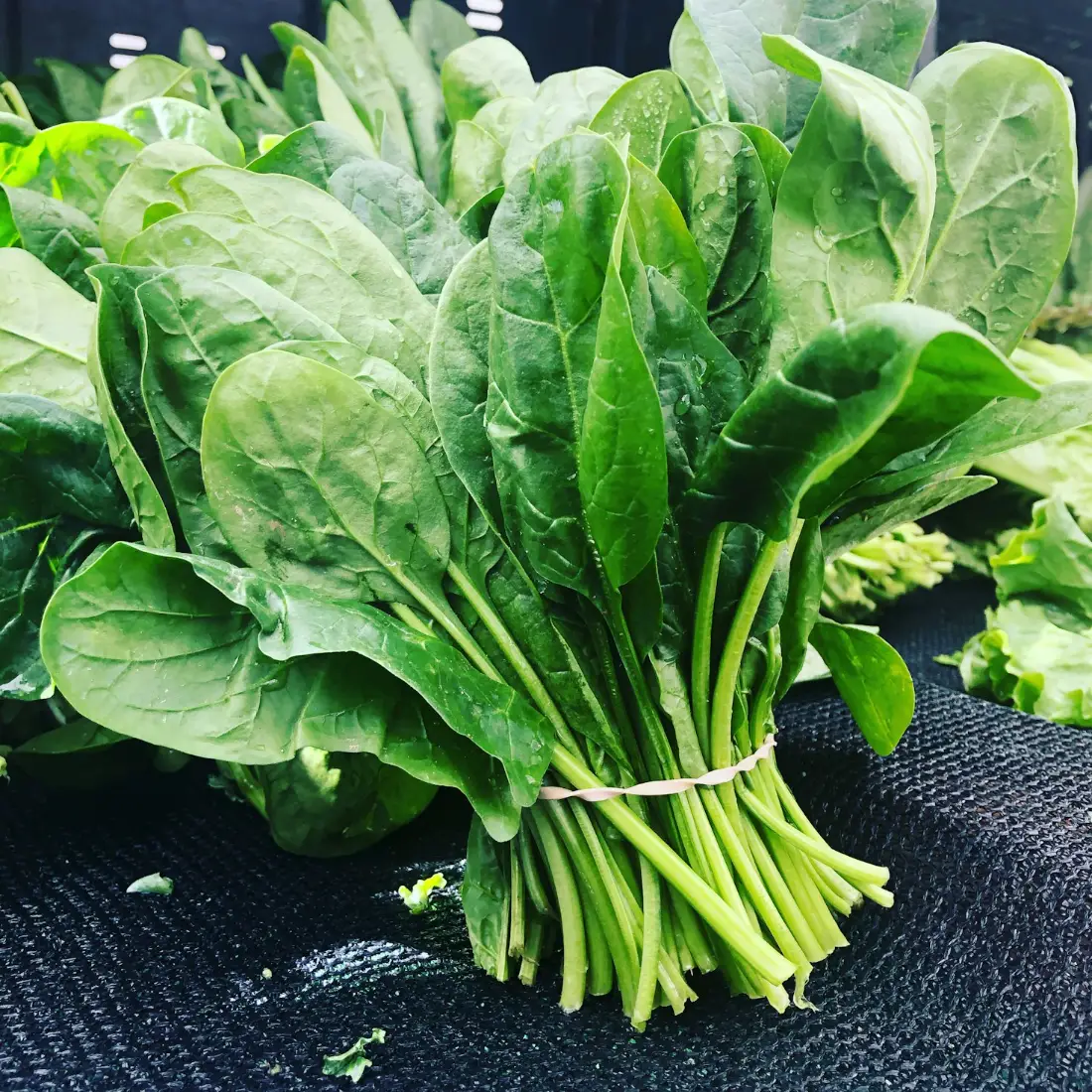 Spinach wholesale vegetable supplier Riyadh bulk fresh produce by carton Al Kharj KSA