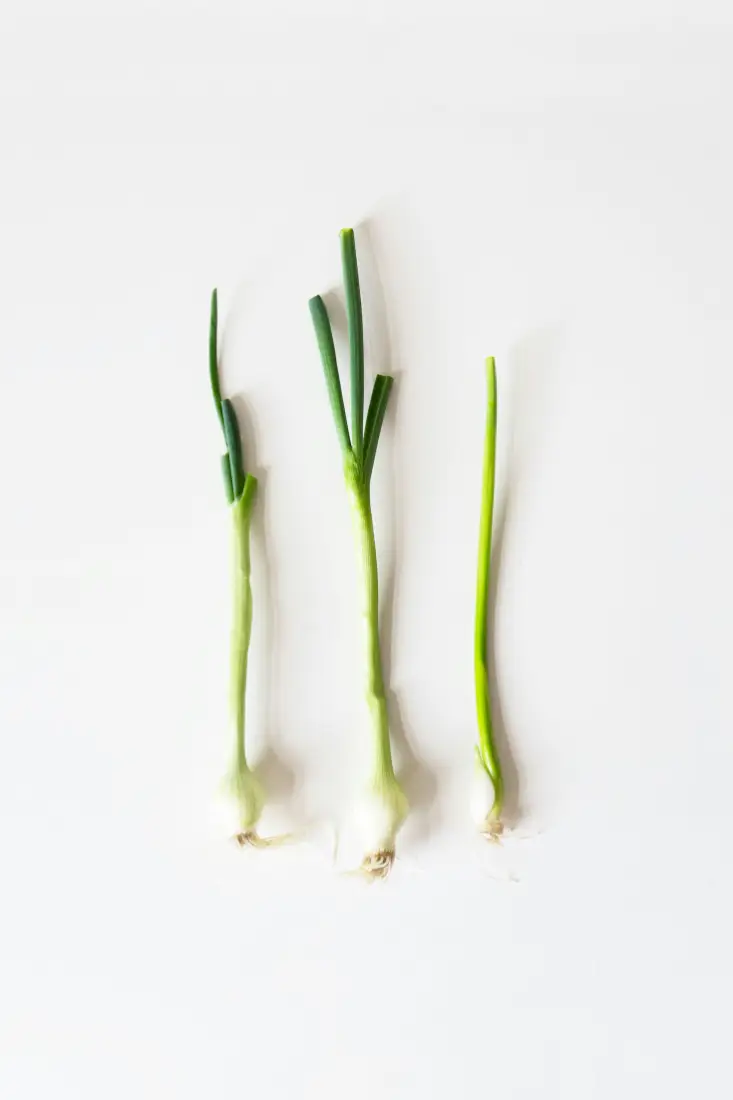 Spring Onion (Scallion) wholesale vegetable supplier Riyadh bulk fresh produce by carton Al Kharj KSA