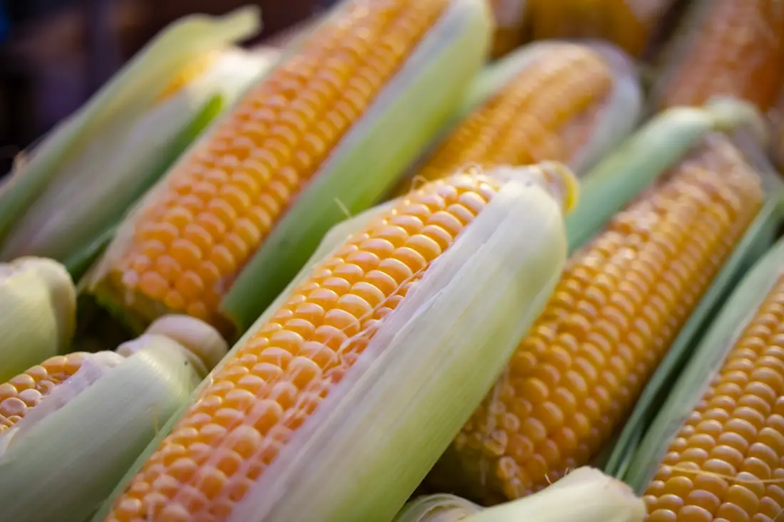 Sweet Corn wholesale vegetable supplier Riyadh bulk fresh produce by carton Al Kharj KSA