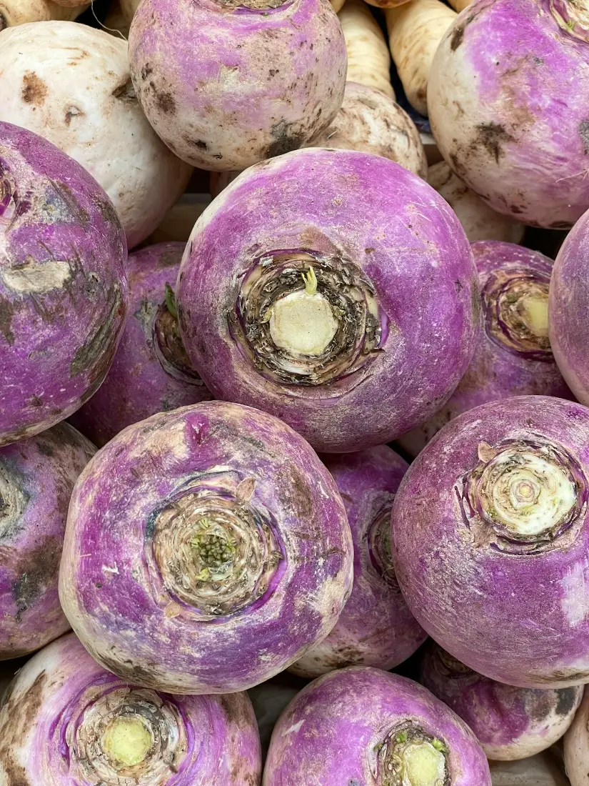 Turnip wholesale vegetable supplier Riyadh bulk fresh produce by carton Al Kharj KSA